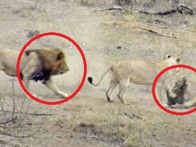 Media - Sư tử đực "ngớ ngẩn" phá hỏng cuộc săn lợn bướu của cả đàn