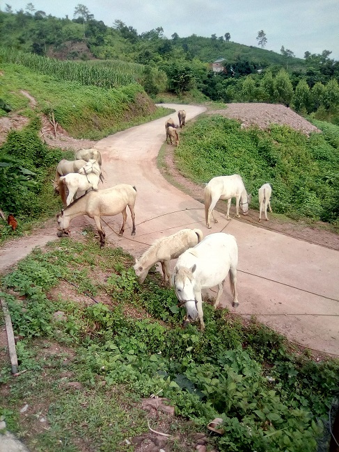 “Thủ phủ” nuôi ngựa lớn nhất Việt Nam với hơn 1.200 con bạch mã thuần chủng - 5