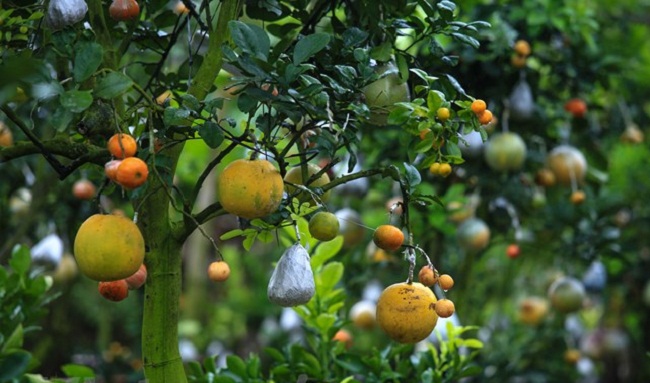 Từ một gốc cây, ông Giáp "phù phép" ra 10 loại quả độc lạ khác nhau&nbsp;&nbsp;