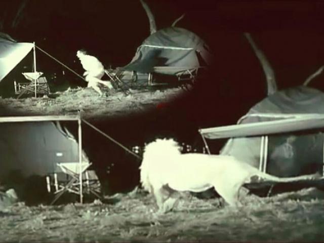 Media - Cắm trại qua đêm nơi hoang dã, khách du lịch suýt trở thành "bữa đêm" cho sư tử