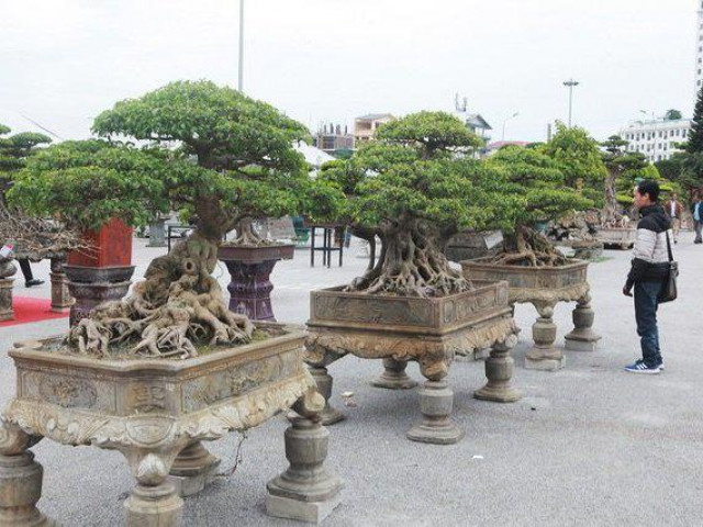 Thị trường - Tiêu dùng - Ngỡ ngàng bộ ba sanh cổ dáng kỳ lạ trời sinh có giá "trên trời"