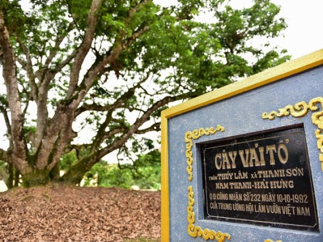 Du lịch - Trắc nghiệm: Cây vải thiều "già" nhất Việt Nam nằm ở đâu?