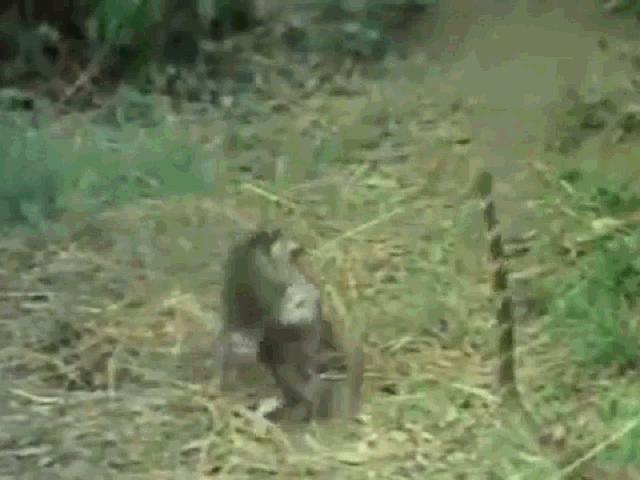 Media - Bị khỉ "tát vỡ mặt", rắn hổ mang điên cuồng đáp trả và cái kết