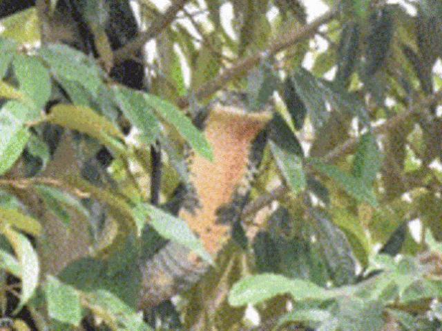 Media - Hổ mang chúa "khủng" leo lên ngọn cây vì... sợ bị chó cắn