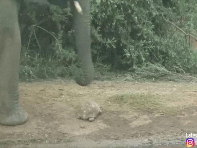 Media - Rùa vẫn bình an vô sự dù bị cả đàn voi giẫm đạp