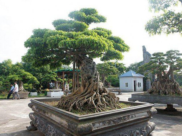 Thị trường - Tiêu dùng - Choáng váng dàn sanh cổ "báu vật" trăm tuổi của vị đại gia tỉnh lẻ