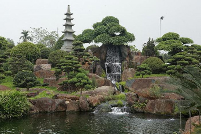 Cây sung "Long mã hồi đầu" tọa lạc trên một đỉnh đồi nhân tạo.