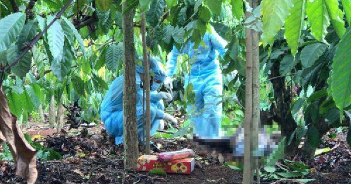 Pháp luật - Điều tra cái chết của kế toán xã trong rẫy cà phê