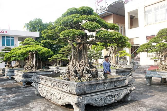 Cây cảnh có độ hoàn chỉnh đòi hỏi người thợ phải mất nhiều năm tạo tác và rất kiên trì.