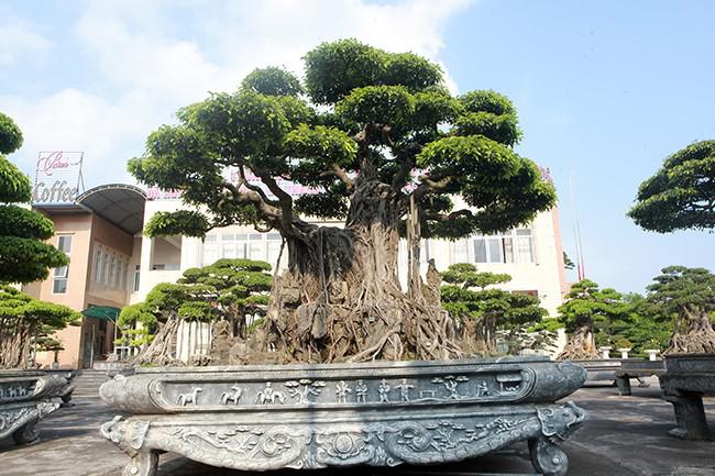 Cây sanh cổ có bệ rễ đẹp. Ảnh: Dân Việt.