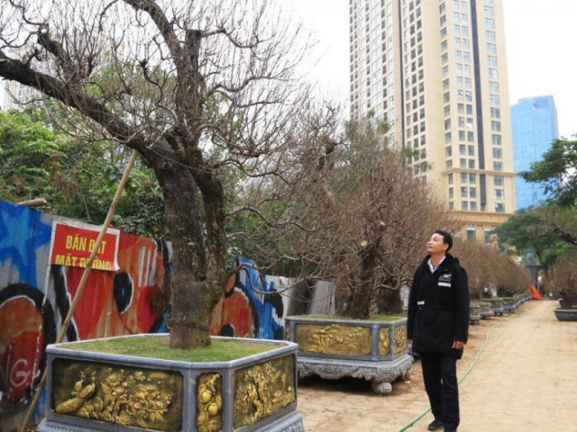 Tin tức trong ngày - Đào cổ thụ giá trăm triệu ra phố chờ đại gia "rước" về nhà chơi Tết