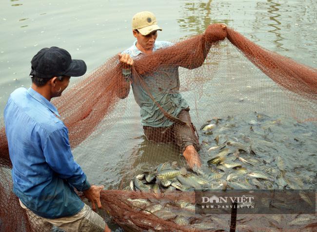 Sét đánh chết 1,6 tấn cá sặc bổi nuôi của dân ở huyện Trần Văn Thời, tỉnh Cà Mau. Ảnh: Mô hình nuôi cá sặc bổi thường thấy trên địa bàn huyện Trần Văn Thời, tỉnh Cà Mau.