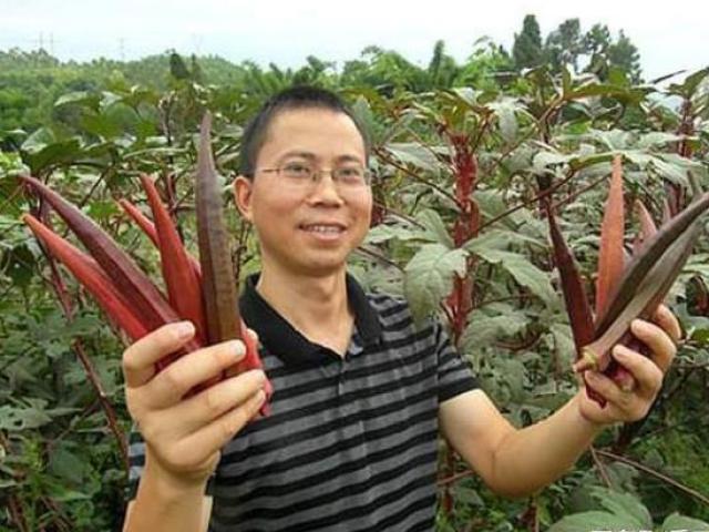 Thị trường - Tiêu dùng - Lạ lùng đậu bắp có màu… máu, giá gần 300 nghìn/kg, ở Việt Nam chỉ mua được hạt giống