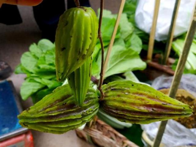 Thị trường - Tiêu dùng - Quả “mướp đắng lai đậu rồng”, không tốn công trồng mà giá gần trăm nghìn/kg