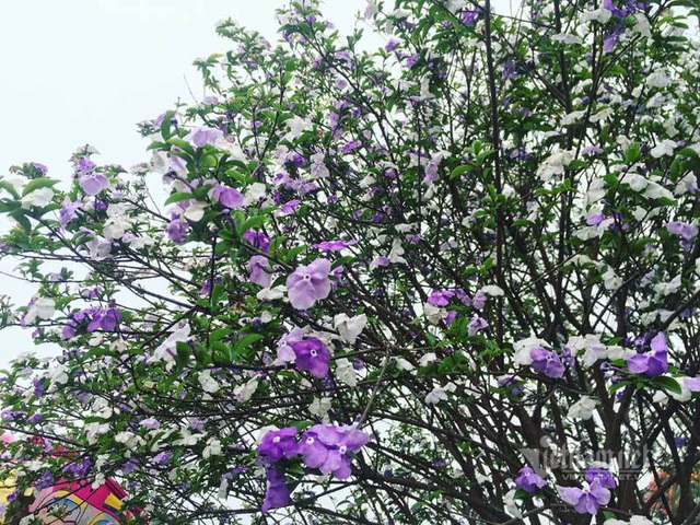 Choáng váng cây hoa nhài Nhật &#34;khủng&#34; hoa biến đổi màu sắc - 2