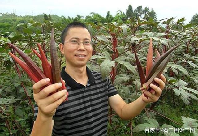 Lạ lùng đậu bắp có màu… máu, giá gần 300 nghìn/kg, ở Việt Nam chỉ mua được hạt giống - 1