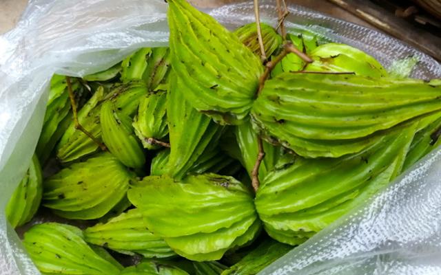 Quả “mướp đắng lai đậu rồng”, không tốn công trồng mà giá gần trăm nghìn/kg - 2