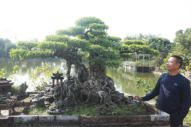 Anh Đinh Văn Tuấn (ở xã Đông Mỹ, Thanh Trì, Hà Nội) - chủ nhân tác phẩm sanh cổ dáng làng - cho biết cây sanh này rất đặc biệt, lá của nó như một dòng đột biến. Cây có 5 thân nhưng lại rất côn rụt nhìn như một cây cổ thụ thu nhỏ.
