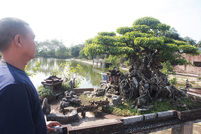 Theo anh Tuấn, cây sanh có tuổi đời trên 100 năm, nguồn gốc ở Bát Tràng. Anh đi các nhà vườn nhiều năm nay nhưng chưa tìm được cây nào lá giống cây này, lá của nó đẹp hơn cả lá dòng sanh Nam Điền.
