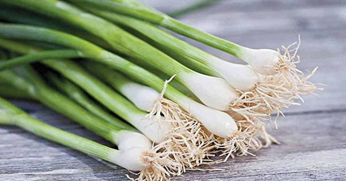 Sức khỏe đời sống - Hành- gia vị có nhiều công dụng trị bệnh