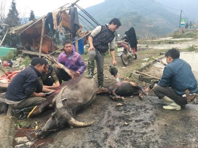Tin tức trong ngày - Tuyết rơi phủ trắng nhiều nơi ở Lào Cai, trâu bò chết rét hàng loạt