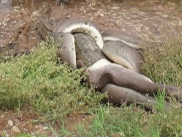 Media - Clip: Trăn khủng nuốt chửng cá sấu sau trận chiến kéo dài 5 tiếng