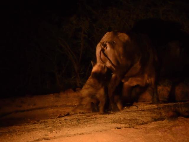 Media - Clip: Trâu rừng khóc thét vì bị linh cẩu cắn vào "của quý"