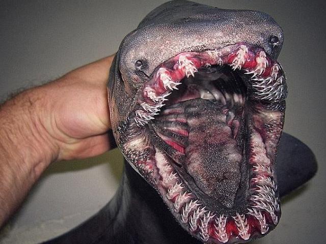 Media - Bí ẩn loài cá mập 300 răng tồn tại từ 80 triệu năm trước