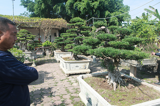 Anh Đinh Văn Tuấn, xã Đông Mỹ (Thanh Trì, Hà Nội), là chủ nhân của những cây tùng la hán Bắc. Hiện anh để 3 cây ở Thanh Trì, hơn 20 cây còn lại anh để tại vườn ở Thanh Hóa
