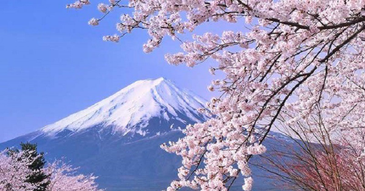 Ở Nhật Bản, thấy hoa đẹp tự ý chụp hình có thể bị kết tội xâm nhập trái phép nơi ở của người khác. Ảnh minh họa