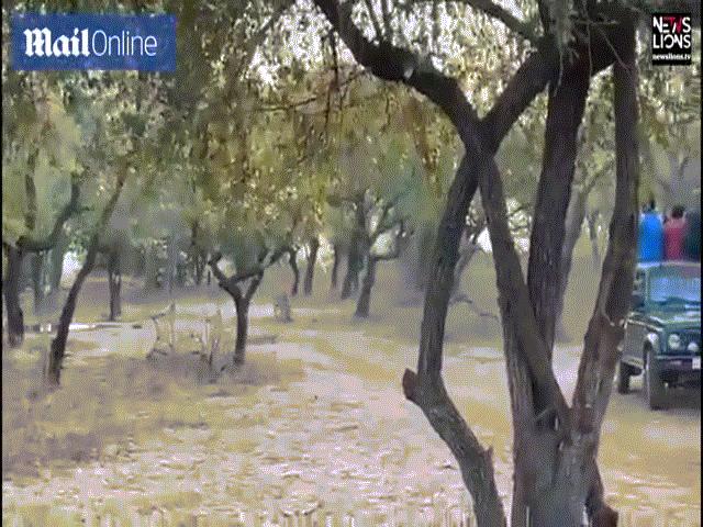 Phi thường - kỳ quặc - Video: Chú chó "không biết trời cao đất dày", kịch chiến với sư tử cái to lớn gấp đôi