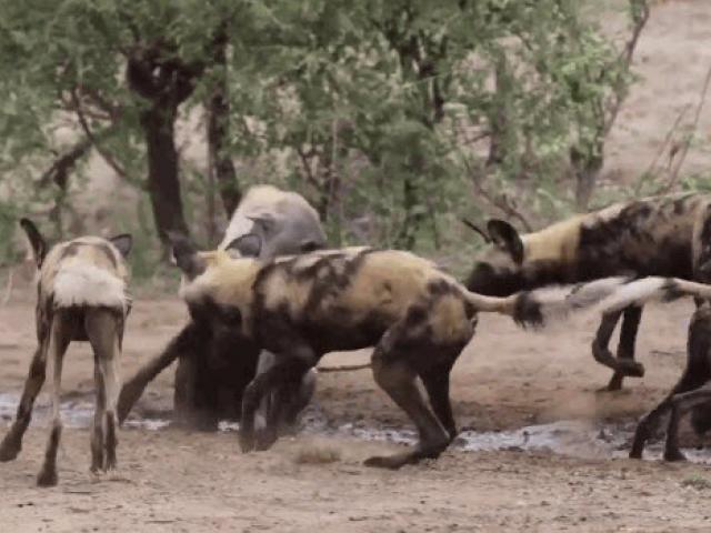 Media - Linh cẩu có hành động cực khôn ngoan khiến chó hoang "tắt điện"