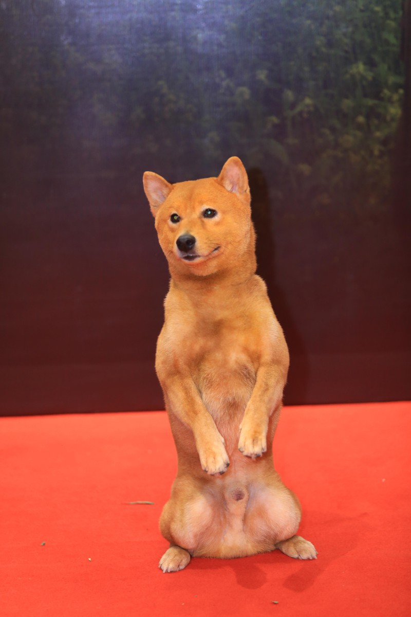 Chó Shiba đóng Cậu Vàng bị “tẩy chay”, khán giả gọi tên những chú &#34;chó cỏ&#34; này - 1