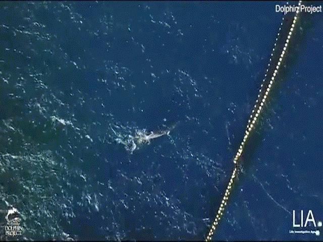 Thế giới - Video: Cá voi minke bị ngư dân Nhật dìm chết dưới biển gây phẫn nộ