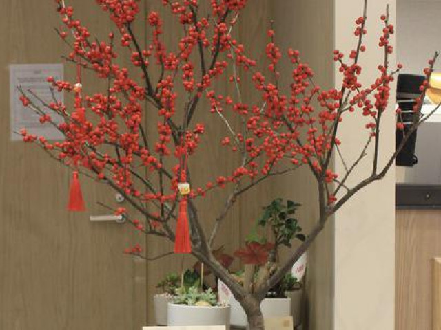 Thị trường - Tiêu dùng - Kinh tế điêu đứng vì COVID nhưng dân Việt vẫn vung tiền mua đào đông đỏ nguyên cây về chơi Tết