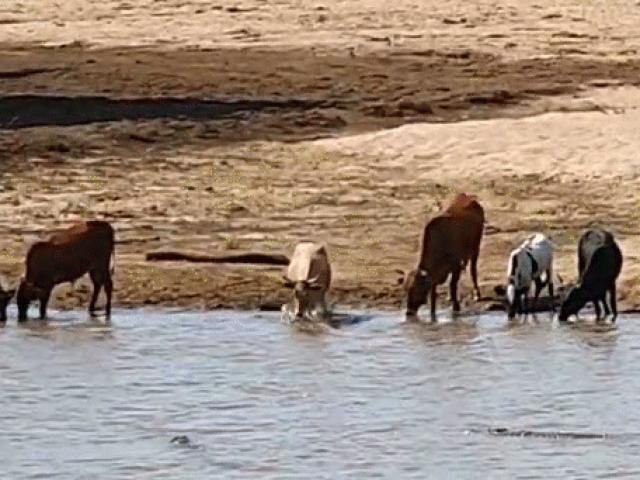 Media - Cá sấu "ngụy trang thần thánh" khiến bò rừng mất mạng