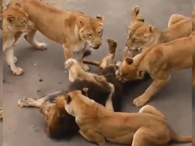 Media - Bầy sư tử cái nổi giận, xúm vào nhổ lông sư tử đực
