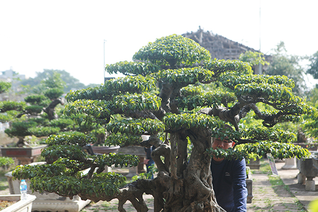 Tổng bóng của cây rất hài hòa từ cành phóng, cành hồi và ngọn có sự uyển chuyển từ thấp lến cao tạo sự cân đối cho tác phẩm
