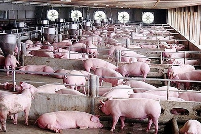 Cận Tết, lợn hơi tăng giá liên tiếp tại nhiều địa phương