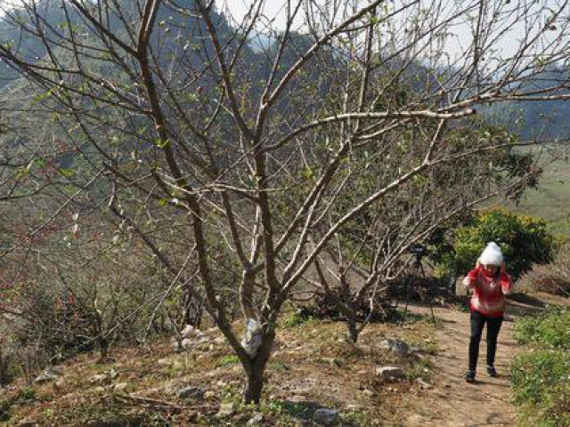 Tin tức trong ngày - Đề nghị Thủ tướng cho phép truy xuất nguồn gốc cây đào