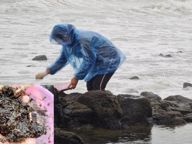 Ẩm thực - Quảng Ngãi: Rét buốt căm căm, dân rủ nhau hái thứ rau nhơn nhớt ăn ngon tuyệt lại đại bổ