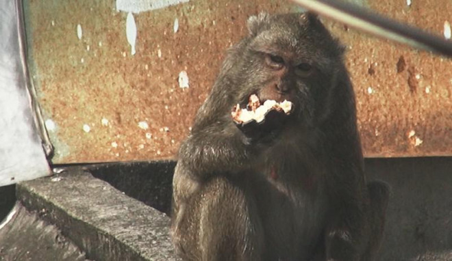 Cận cảnh đàn khỉ hơn 10 con trước khi bị bắn thuốc mê - 10