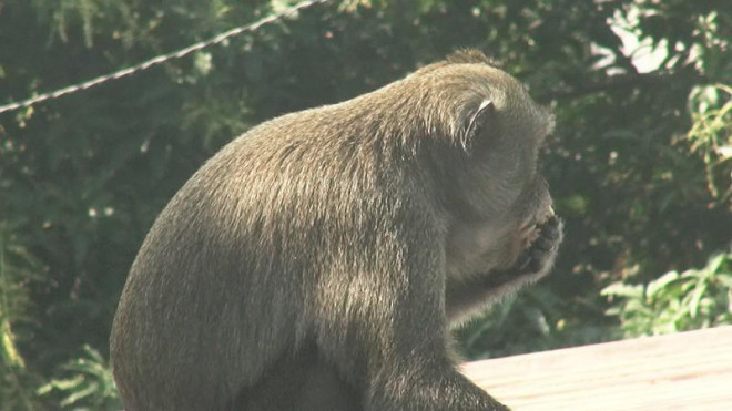 Cận cảnh đàn khỉ hơn 10 con trước khi bị bắn thuốc mê - 12