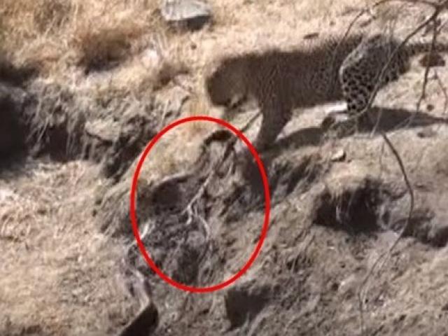 Media - Báo hoa mai tấn công trăn châu Phi và cái kết bất ngờ