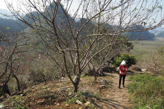 Cây đào được trồng ở huyện Mộc Châu, Sơn La - Ảnh: Huy Thanh