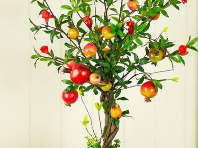 Thị trường - Tiêu dùng - Lý do phong thủy khiến chị em rần rần mua cây lựu giả về trưng Tết