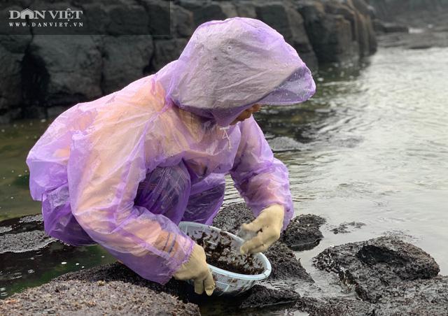 Thu hoạch rau mứt biển.