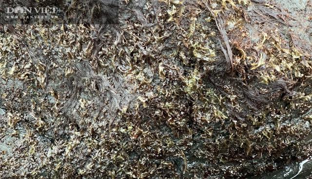 Cận cảnh rau mứt biển mọc trên mặt ghềnh đá.