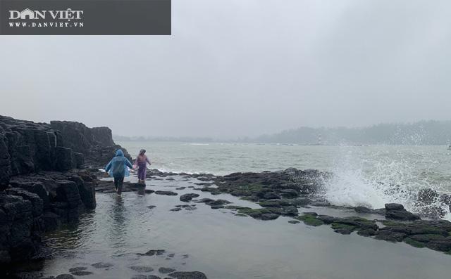 Rau mứt mọc ở khu vực ghềnh đá ven biển