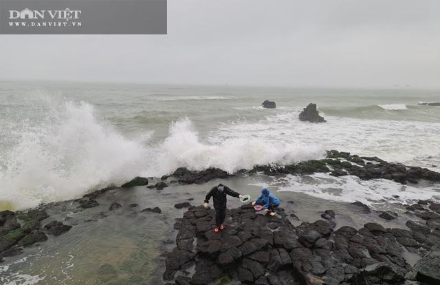 Chọn các vị trí mà gành đá ít có sóng to đập vào, hoặc nằm phía trong để thu hoạch.